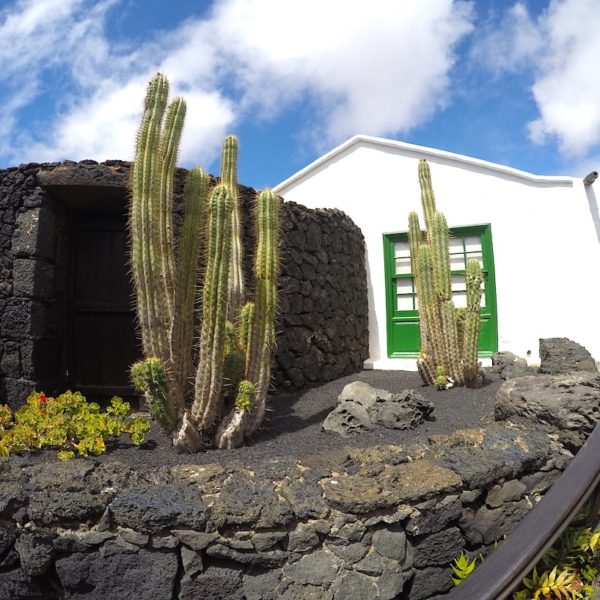 Kakteen Garten César Manrique Foundation