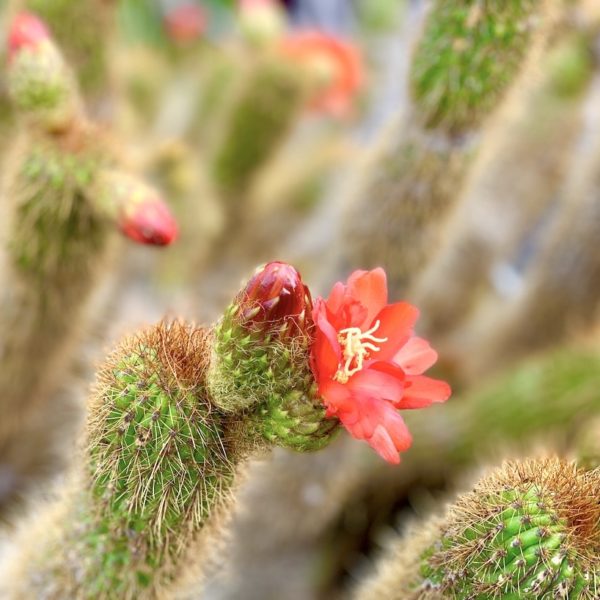 Kaktus Blüte Lanzarote