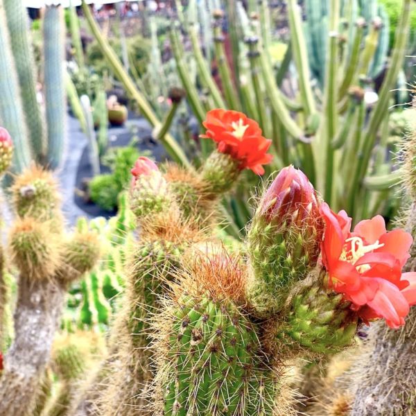 Kaktus Blume Lanzarote