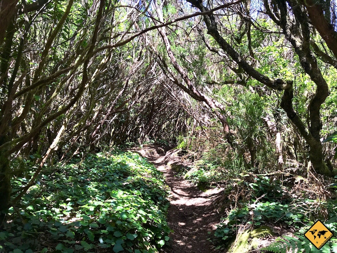 Kanarische Inseln Teneriffa Lorbeerwald