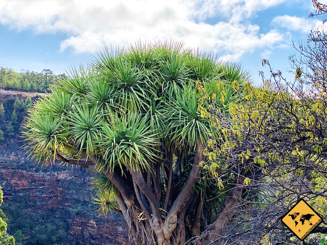 Kanarischer Drachenbaum Las Tricias La Palma