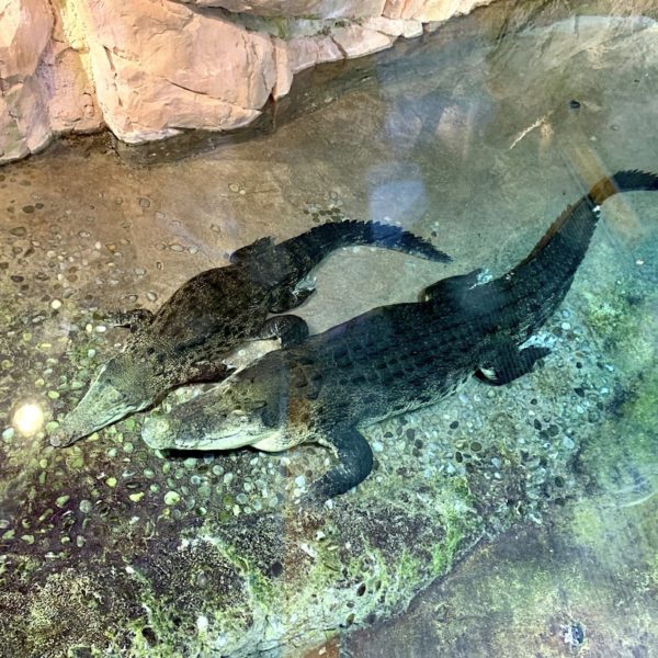 King Croc Dubai Aquarium