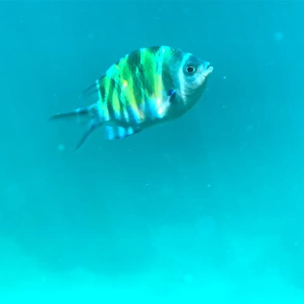 Koh Phi Phi Ausflug schnorcheln Fisch