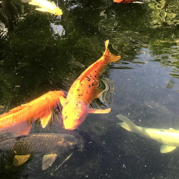 Koi-Karpfen Sitio Litre Garten Puerto de la Cruz