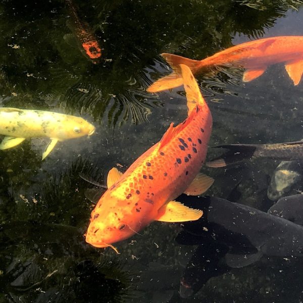 Koi Karpfen Sitio Litre botanischer Garten Teneriffa