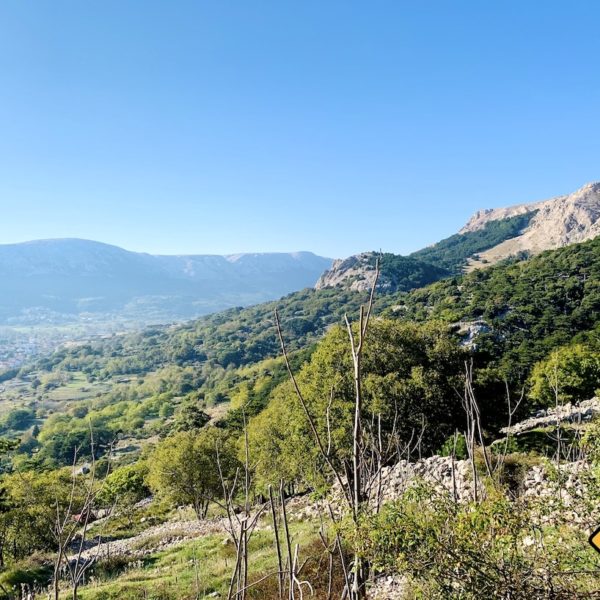 Krk Insel Kroatien grün Natur