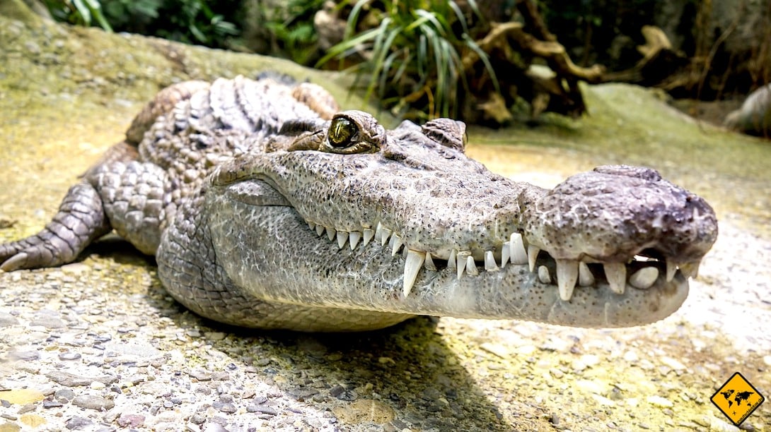 Krokodil Cocodrilo Park Gran Canaria