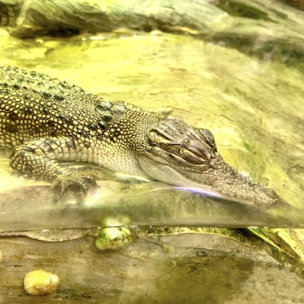 Krokodil Dubai Aquarium