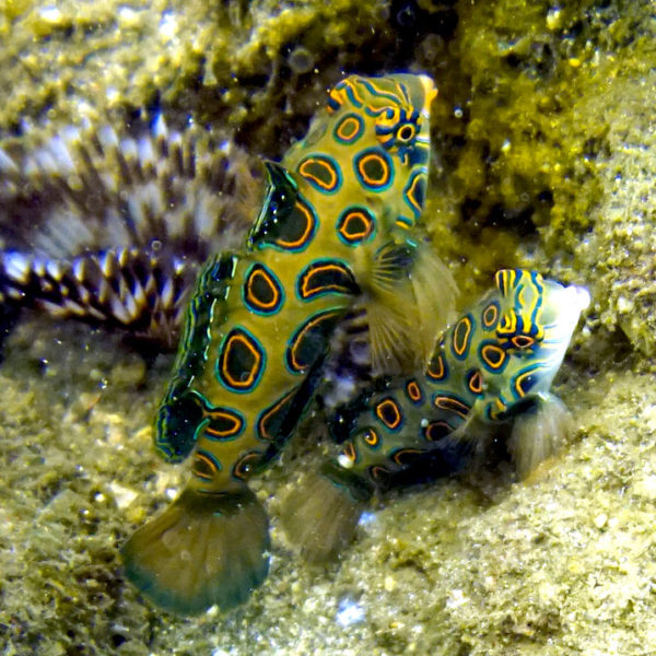 Die Mandarin Fische erstrahlen in verschiedenen Farben