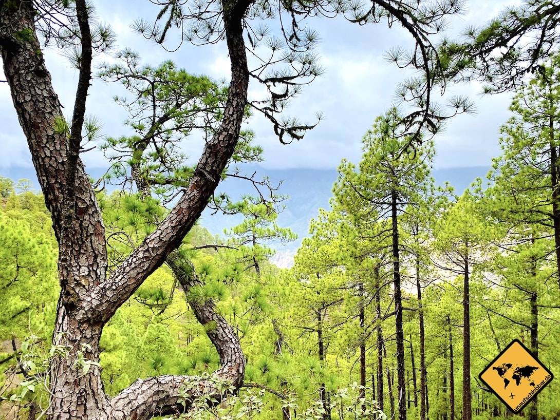 La Palma Kiefernwald Mirador de la Cumbrecita