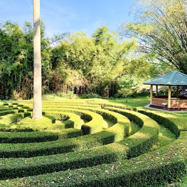 Labyrinth Hecke botanischer Garten