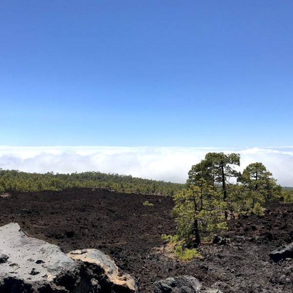 Landschaft Pinar Chio Teide Nationalpark