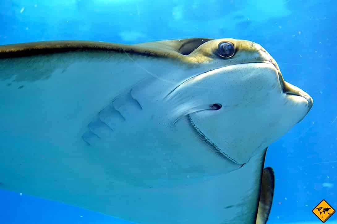 Lanzarote Aquarium Costa Teguise