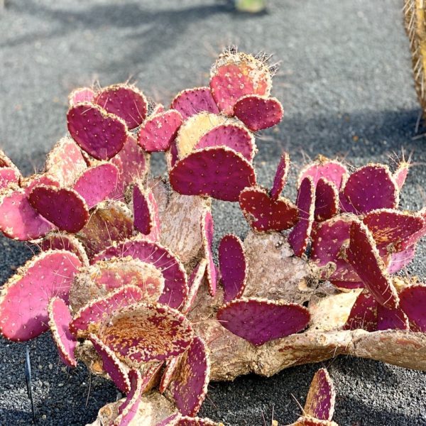 Lanzarote Jardín de Cactus roter Kaktus