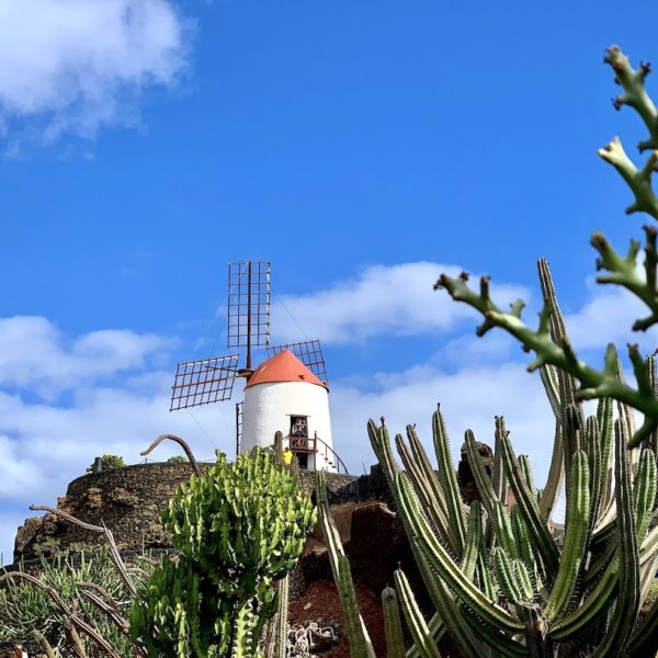 Lanzarote Kakteenpark Mühle