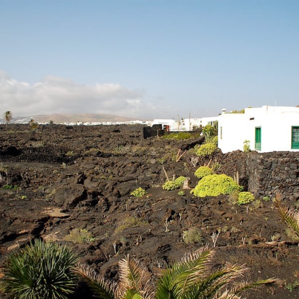 Lavastrom Pflanzen Fundación César Manrique Lanzarote