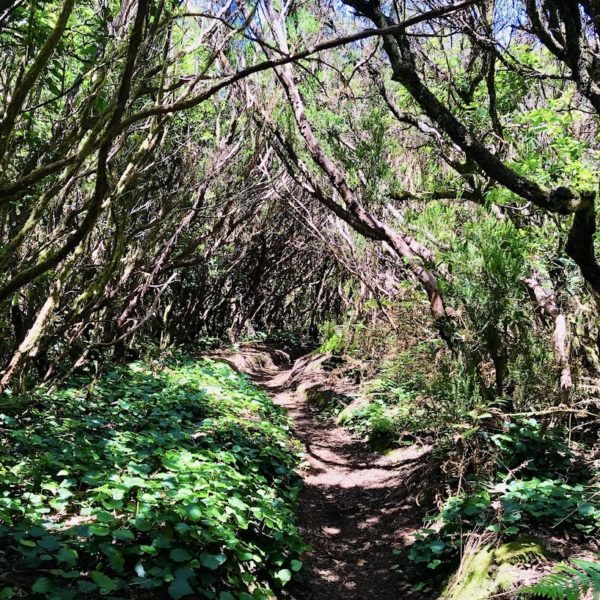 Lorbeerwald Wanderung Anaga