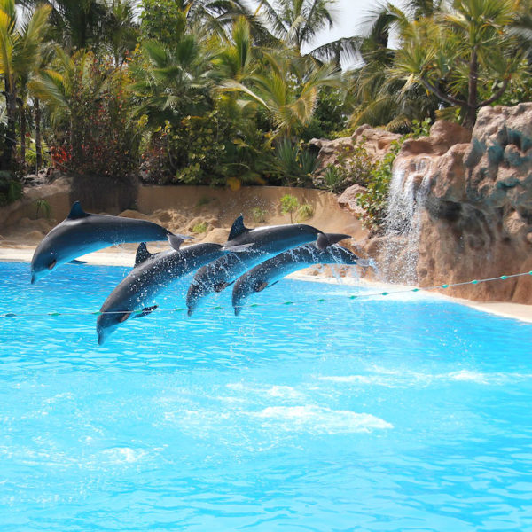 Loro Parque Puerto Cruz Delfine