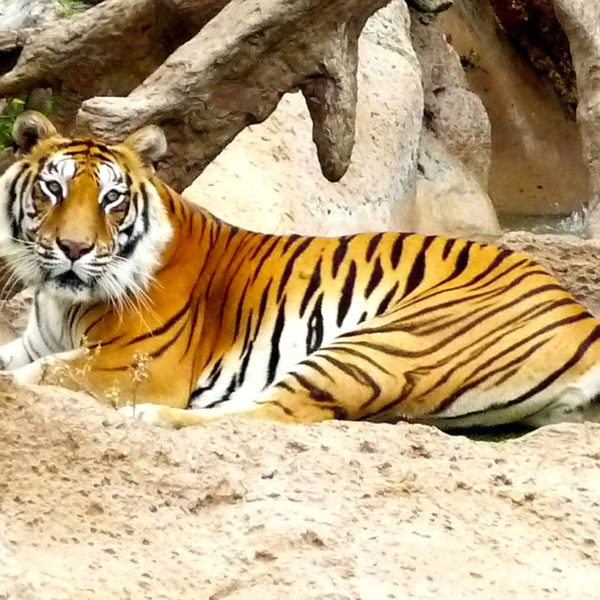 Loro Parque Puerto Cruz Tiger