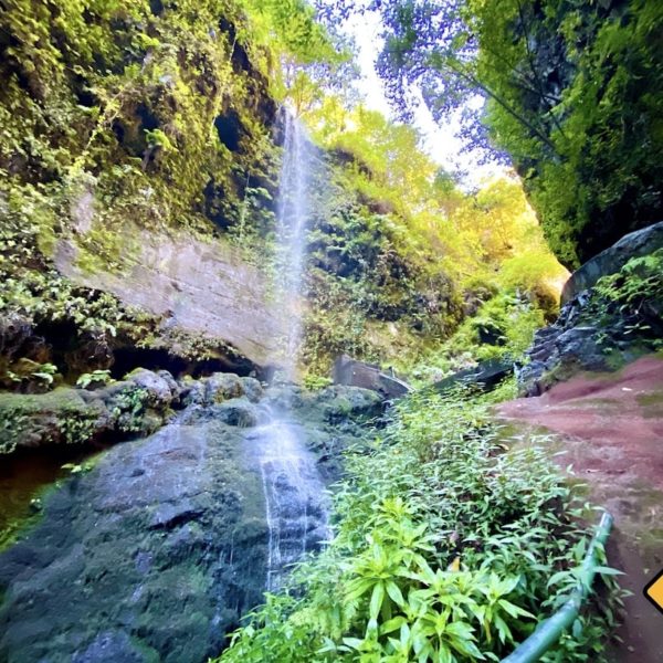 Los Tilos La Palma