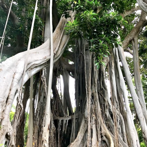 Luftwurzeln Feigenbaum Teneriffa botanischer Garten Jardín Botánico