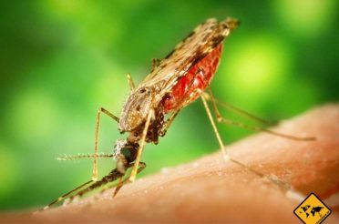 Erfahrungsbericht: Musst du auf Lombok Malaria befürchten?