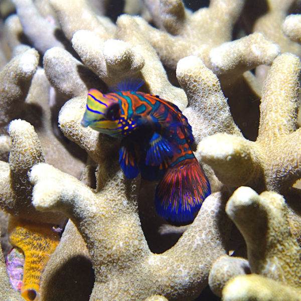 Mandarin Fisch Bali tauchen