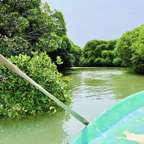 Mangroven Ausflug Sri Lanka