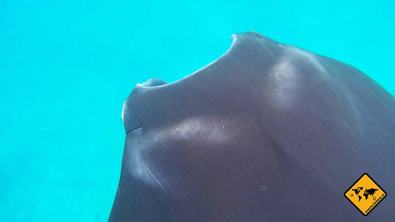 Manta Bali Teufelshörner
