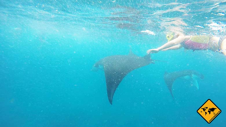 Manta Bali schnorcheln Schwimmweste