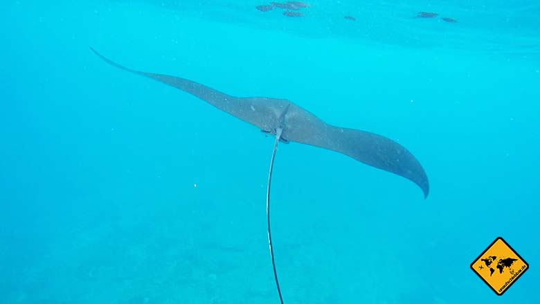 Manta Point Nusa Penida Riesenmanta