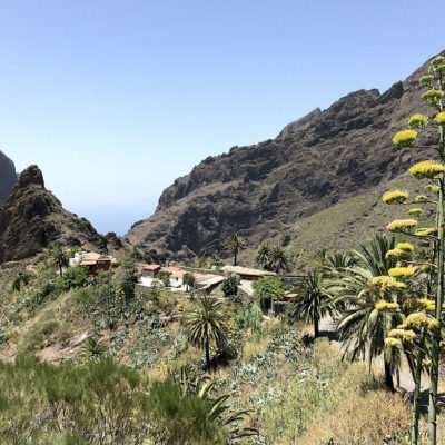 Auch im Hochsommer kannst du blühende Pflanzen in der Masca Schlucht Teneriffa erwarten