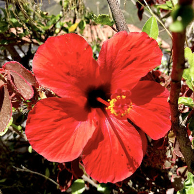 Auch wenn die Masca Schlucht Teneriffa überwiegend karg ist, findest du dennoch einige hübsche Blüten