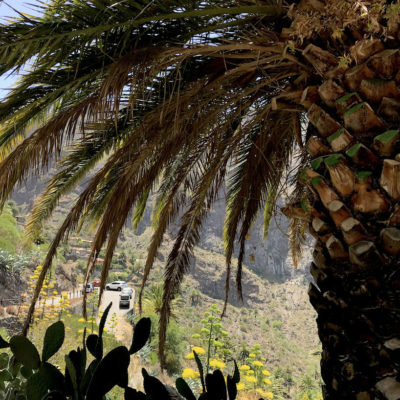 Auch einige Palmen kannst du in der Masca Schlucht Teneriffa finden