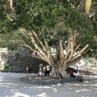 Der große Baum auf der Aussichtsplattform der Masca Schlucht spendet Schatten in der ansonsten sehr sonnigen Schlucht