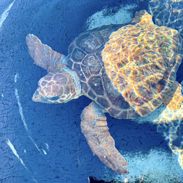 Meeres-Schildkröte Morro Jable Aufzuchtstation