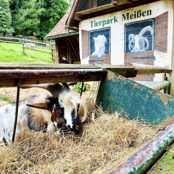 Meißen Sehenswürdigkeiten Tierpark Siebeneichen