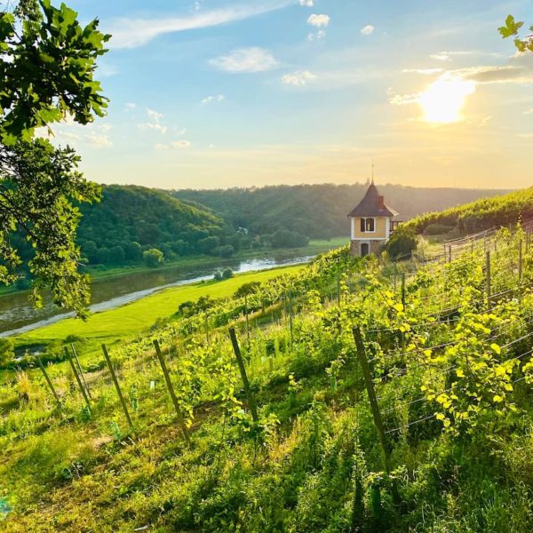 Meißen Sehenswürdigkeiten Weinberge Boselberg