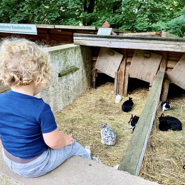 Meißen mit Kindern Tierpark Siebeneichen Kaninchen