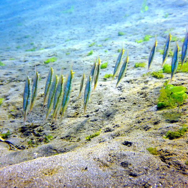 Messerfische Bali tauchen