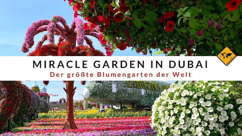 Miracle Garden Dubai