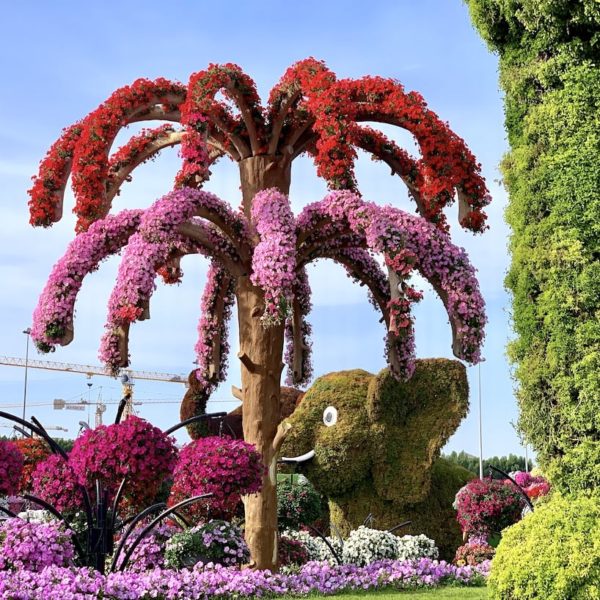 Miracle Garden in Dubai Blumen Palme