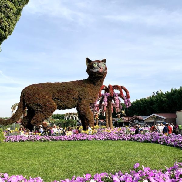 Miracle Garden in Dubai Katze