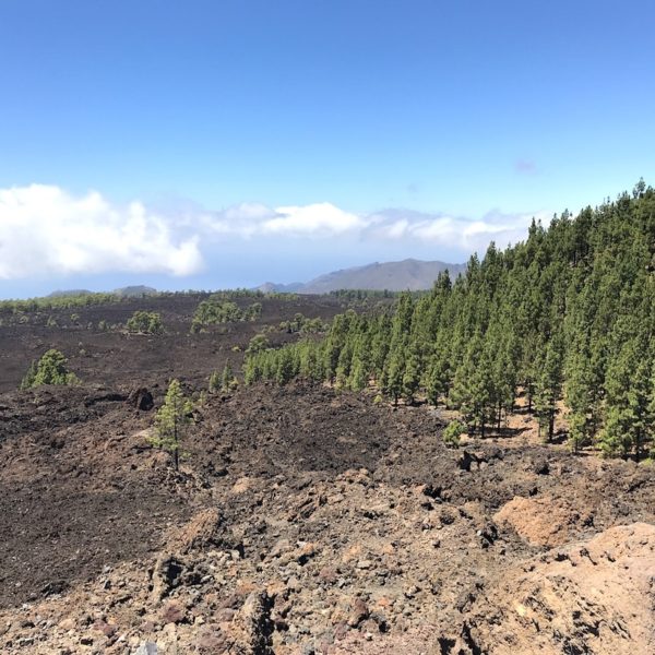 Mirador de Los Poleos Lava Pinien Nationalpark Teide