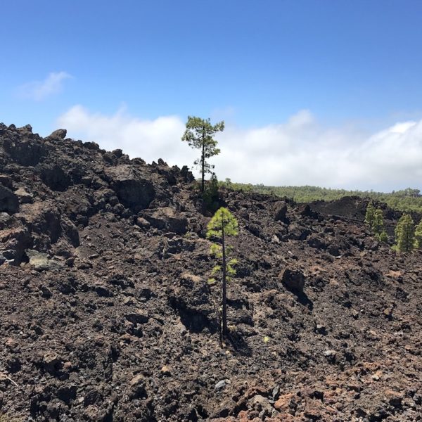 Mirador de Los Poleos Lavafeld Baum