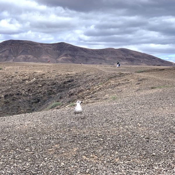 Möwe Lanzarote Papagayo Strände