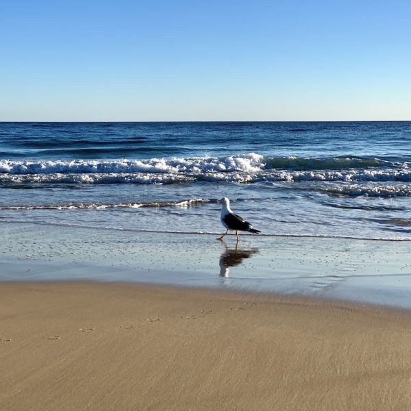 Möwe Strand Morro Jable Fuerteventura