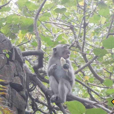 Monkey Forest Affe