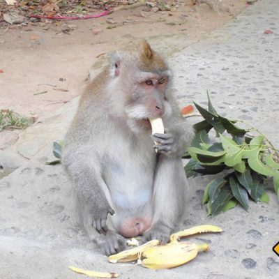 Monkey Forest Ubud