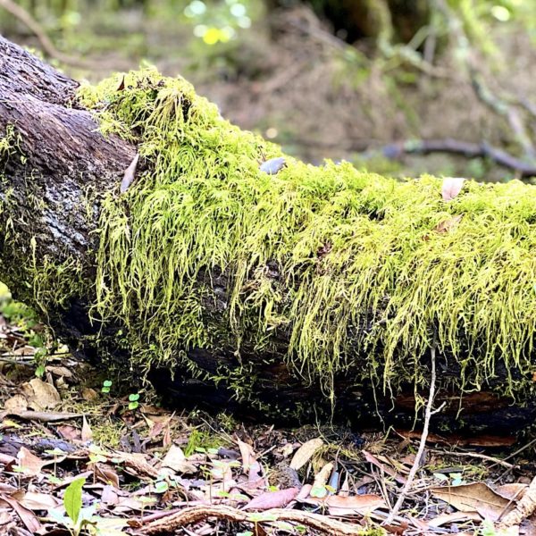 Moos bewachsener Stamm La Gomera